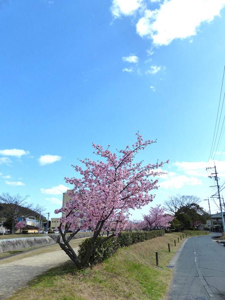 2024年3月河津桜_旭テクノプラント01