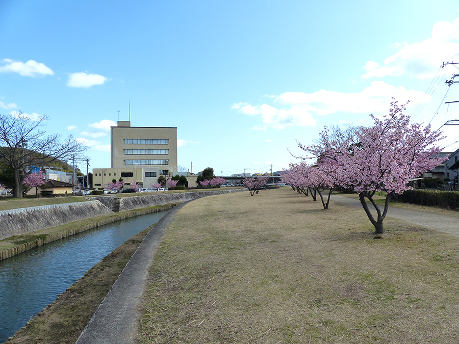 2024年3月河津桜_旭テクノプラント02