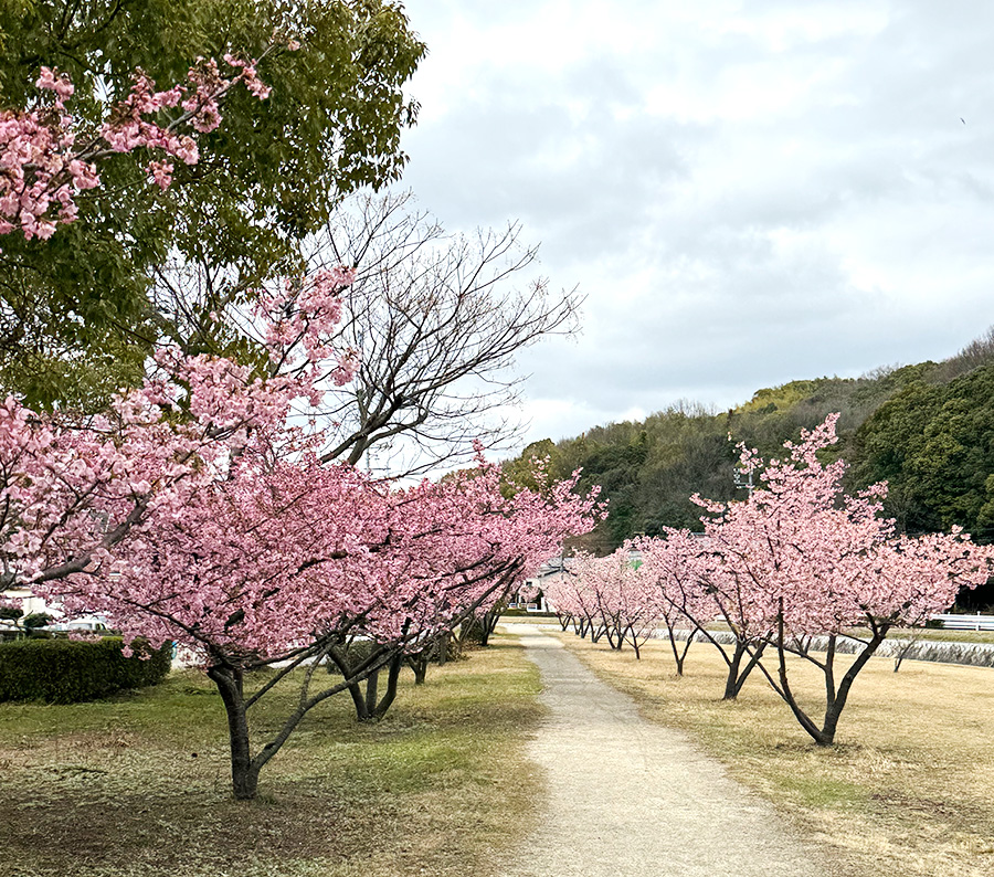 2024年3月河津桜_旭テクノプラント03