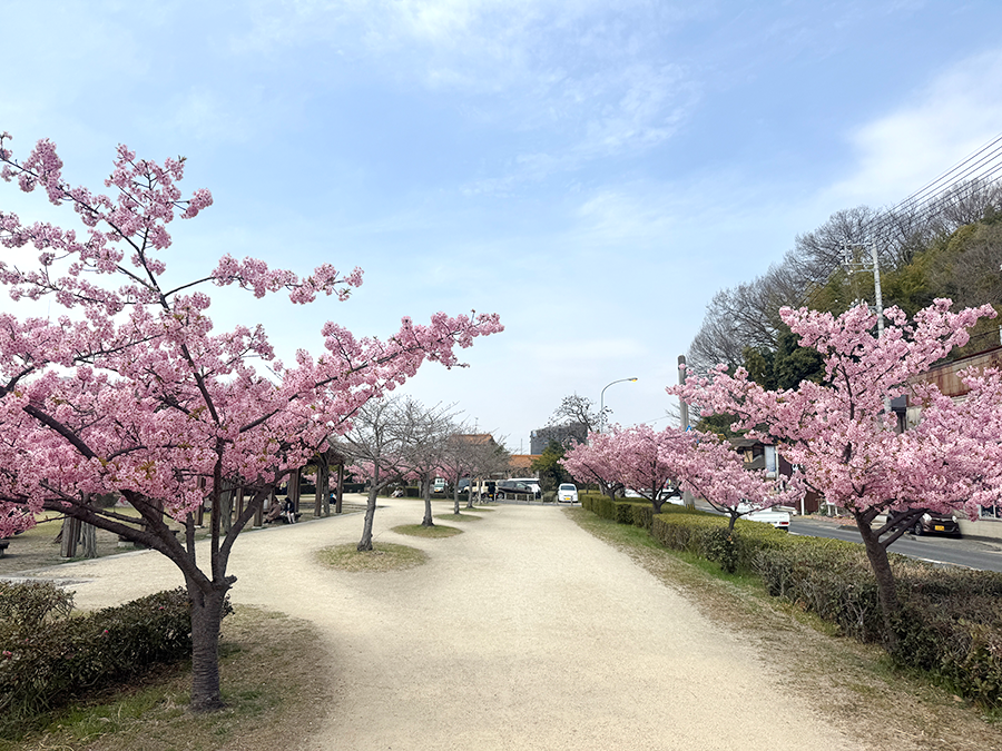 20240324_旭テクノプラント_河津桜01