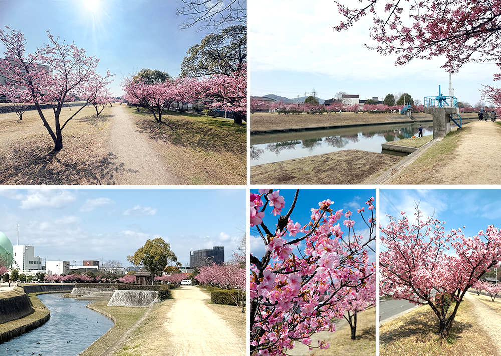 旭テクノプラント_倉敷川千本桜_2025年