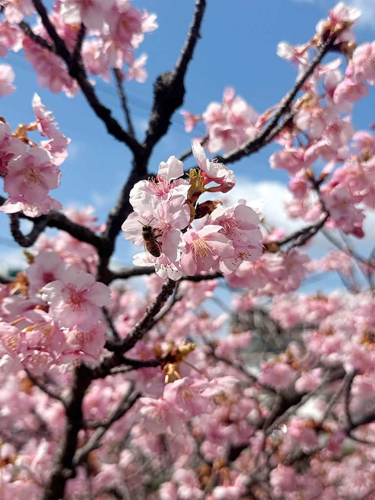 旭テクノプラント_倉敷川千本桜_2025年