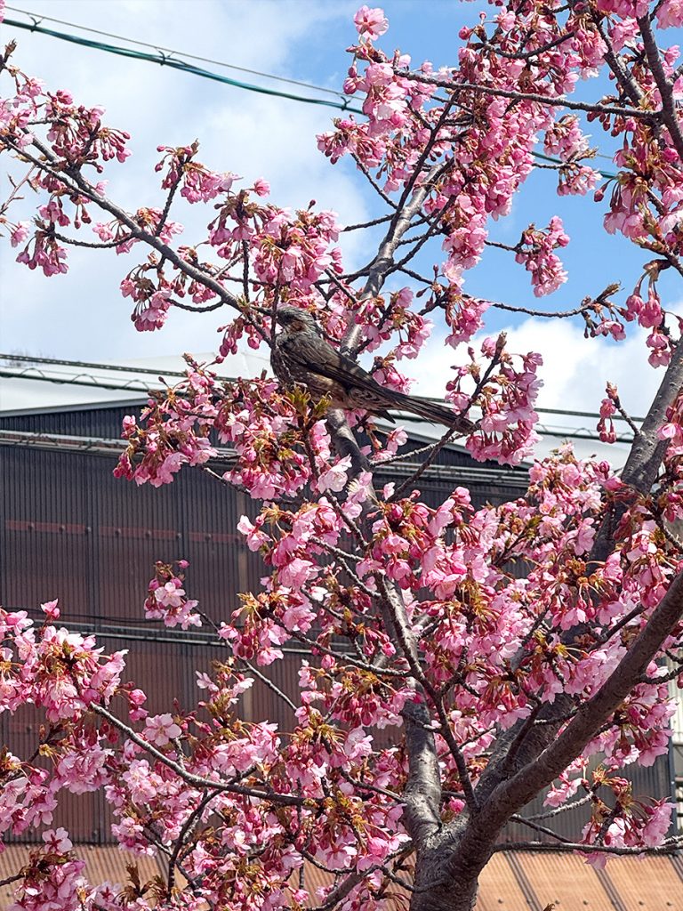 旭テクノプラント_倉敷川千本桜_2025年