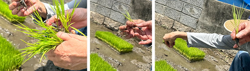 田植え体験2025年