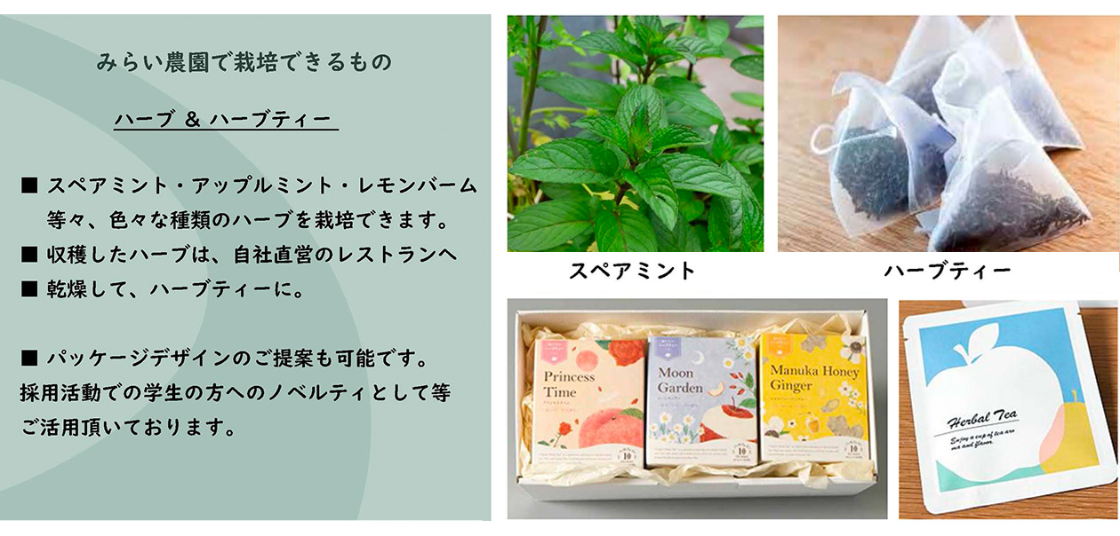 【みらい農園で栽培できるもの】ハーブ＆ハーブティ：●スペアミント・アップルミント・レモンバーム等々、色々な種類のハーブを栽培できます。●収穫したハーブは、自社直営のレストランへ。●乾燥して、ハーブティーに。●パッケージデザインのご提案も可能です。採用活動での学生の方へのノベルティとして等ご活用いただいております。